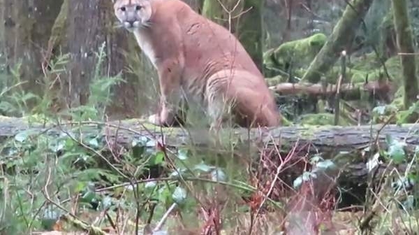男子丛林被美洲狮盯上 拍摄视频调侃:狡猾的猫咪