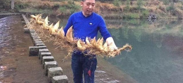 22笋连根!奇!温州“超级笋王”这么这么这么这么长!天价吧?