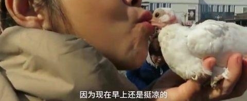 6旬老人“嘴对嘴”给小鸽子喂食,使用嘴捂热 网友的评论亮了