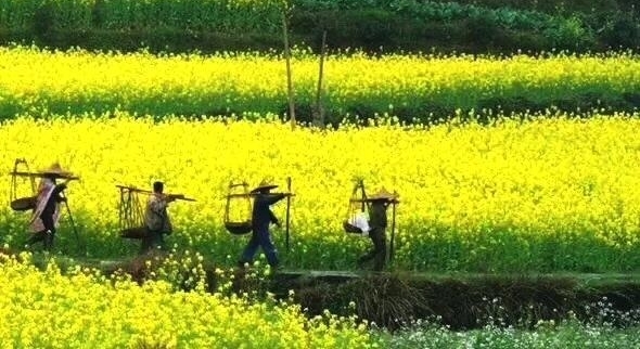 ������Դ���룬����Ķ���ﻨ��