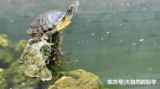 �е�ˮ��������֮��, ���˶��������������