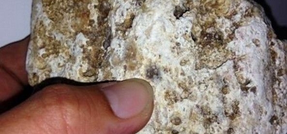 ������ȥ����ɢ����ͻȻ����һֱ����ɳ�ӣ��߽�һ�����˾���