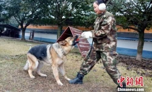 巾帼不让须眉 美女宠物店长“变身”成为警犬训导员