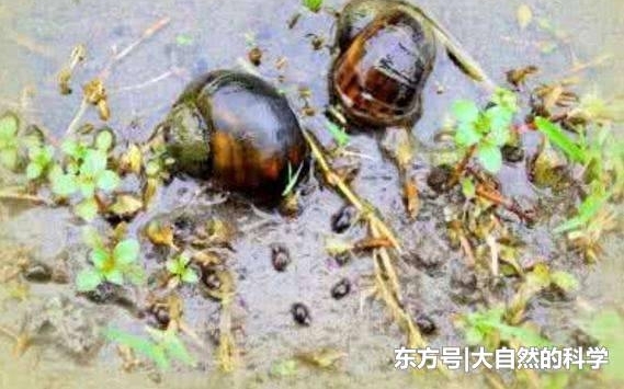 �е�ˮ��������֮��, ���˶��������������