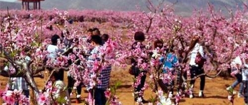 最美上海春天 2018四季上海春季旅游信息发布