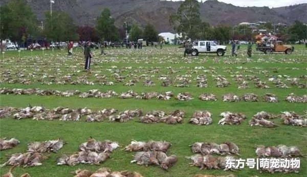 兔祸! 新西兰野兔泛滥成灾, 当地下令大范围投放“兔病毒”