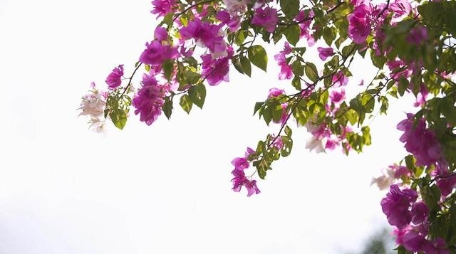 �����е��л����������֣��ž飬����÷�������Ͼ�����