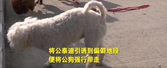 男子造假房产证、冒充梁静茹,诈骗数百万!谁给他的勇气?!