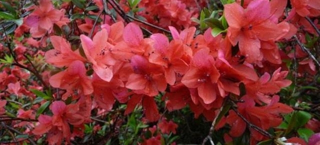�����е��л����������֣��ž飬����÷�������Ͼ�����