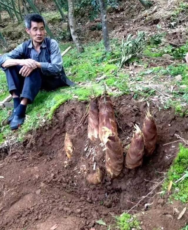 22笋连根!奇!温州“超级笋王”这么这么这么这么长!天价吧?