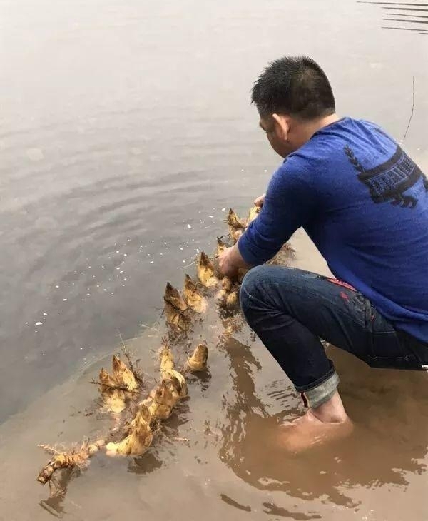 22笋连根!奇!温州“超级笋王”这么这么这么这么长!天价吧?