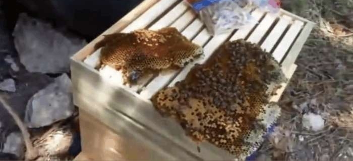 小伙发现自己农用车胎内有动静, 打开后全是这种生物,乐坏了