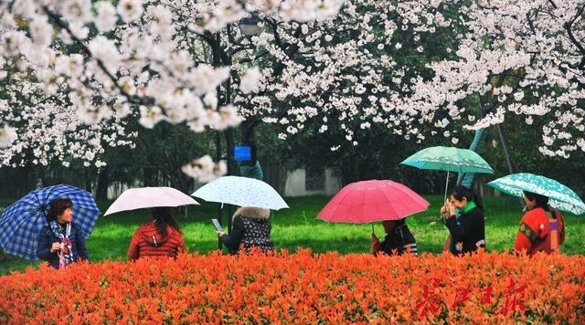十堰郁金香文化旅游节开幕 凭高速过路费小票可优惠10元