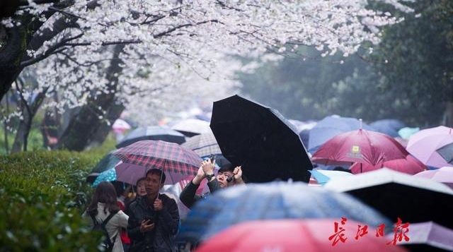 十堰郁金香文化旅游节开幕 凭高速过路费小票可优惠10元