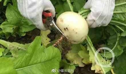 ��ɽө���Ϊ�� ������ɽ�ｨ������Դ