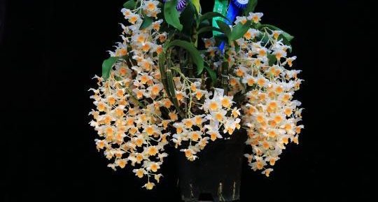 上海国际兰展比赛 台湾选送一兰花拔“头筹”