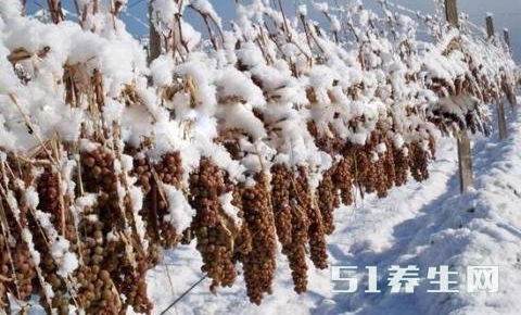 农村挂满成熟葡萄没人收,村里人却依旧富裕,称是中国“独一家”