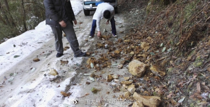中国大熊猫保护研究中心栗子坪放归大熊猫情况
