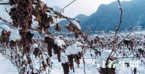 农村挂满成熟葡萄没人收,村里人却依旧富裕,称是中国“独一家”