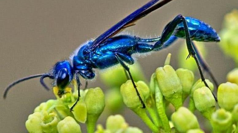 自带“杀气”的美丽昆虫——日本蓝泥蜂