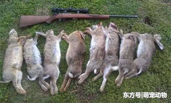 兔祸! 新西兰野兔泛滥成灾, 当地下令大范围投放“兔病毒”