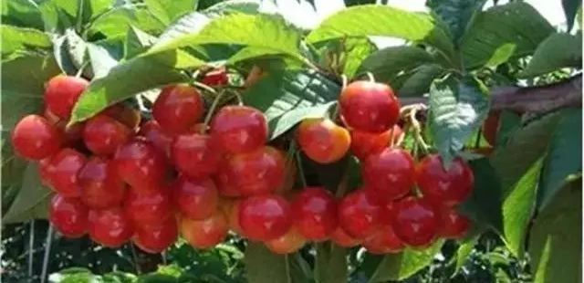 �ѿ�ˮ������������Ϊ����������ר������˵