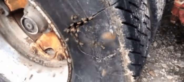 小伙发现自己农用车胎内有动静, 打开后全是这种生物,乐坏了