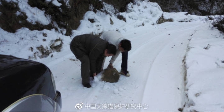中国大熊猫保护研究中心栗子坪放归大熊猫情况