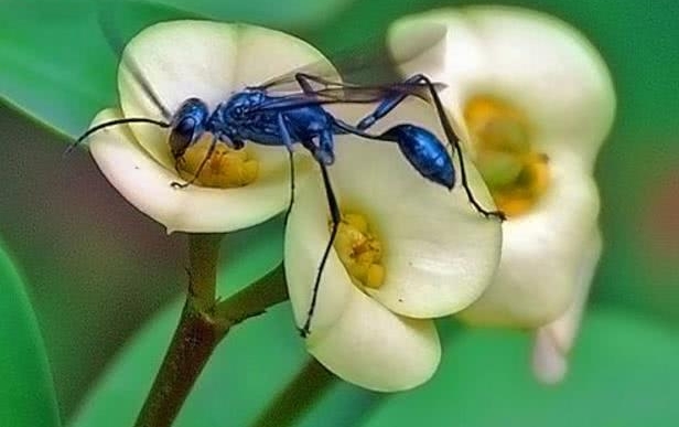自带“杀气”的美丽昆虫——日本蓝泥蜂