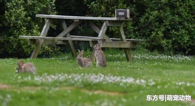 兔祸! 新西兰野兔泛滥成灾, 当地下令大范围投放“兔病毒”