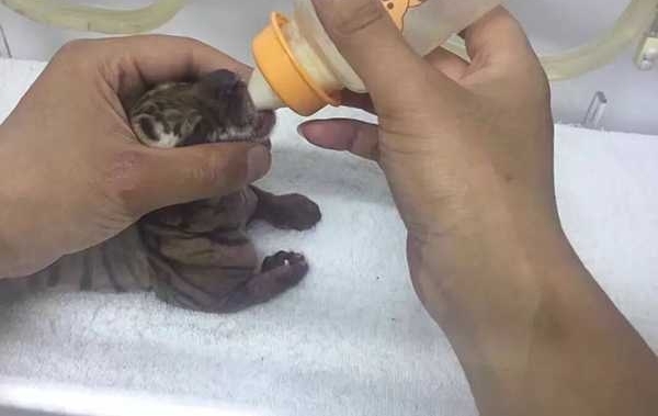 上海动物园倾力保护华南虎成中国动物园最大种群