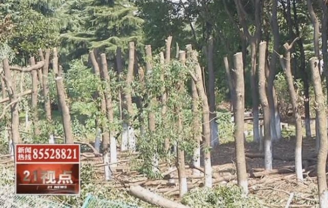 可恶!沪宁高速无锡段千棵树木被偷偷“斩首” 绵延长达三公里