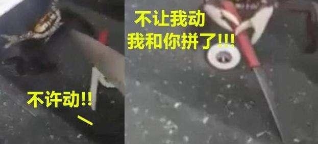 男子造假房产证、冒充梁静茹,诈骗数百万!谁给他的勇气?!
