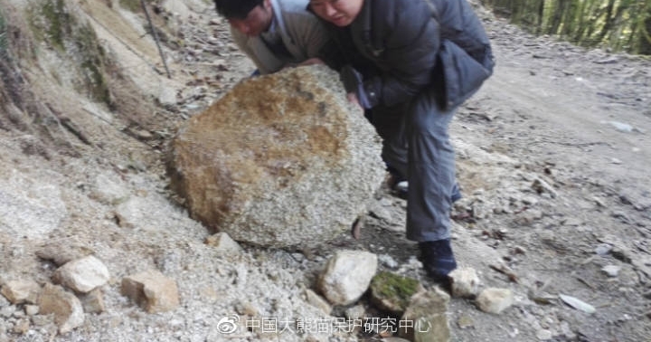 中国大熊猫保护研究中心栗子坪放归大熊猫情况