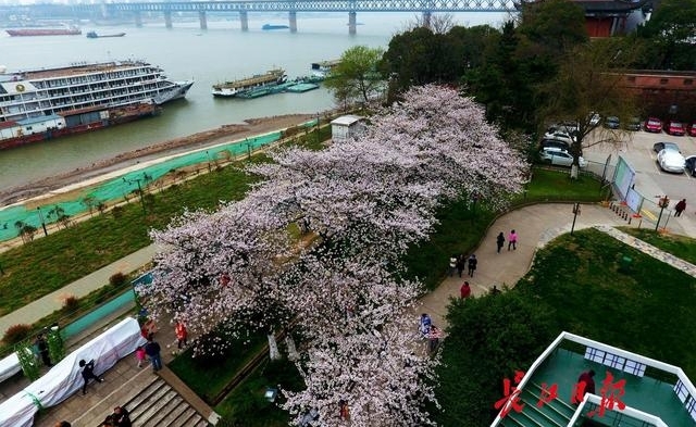 十堰郁金香文化旅游节开幕 凭高速过路费小票可优惠10元