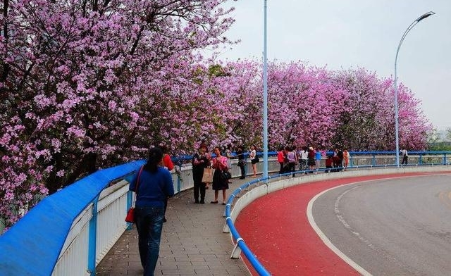 �����е��л����������֣��ž飬����÷�������Ͼ�����