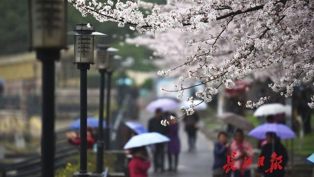 十堰郁金香文化旅游节开幕 凭高速过路费小票可优惠10元