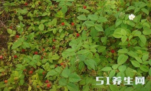 ʵ����ũ�����ӵ��һ̨�ڰ׵�����80��90�������õĻ���