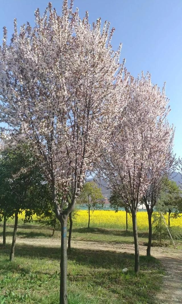 û���Ķ仨�ܽ���ס  ��������  �ⳡ���µ�����