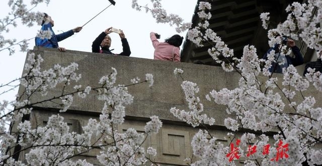 十堰郁金香文化旅游节开幕 凭高速过路费小票可优惠10元