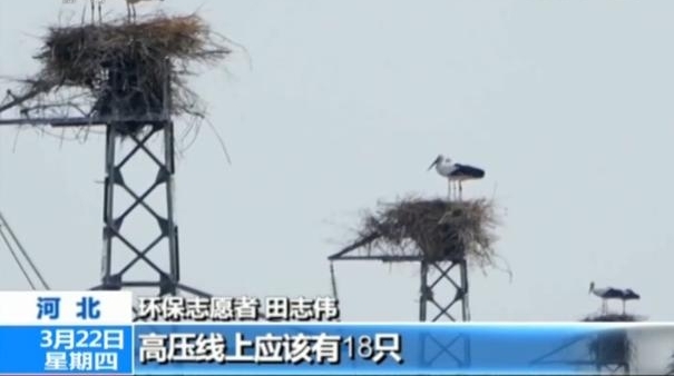 河北:志愿者守护东方白鹳的“铁塔家园”