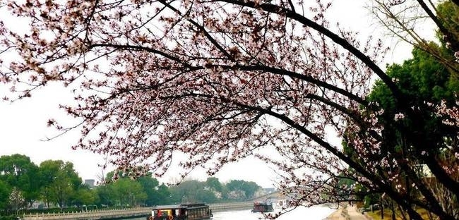 苏州:春色满城关不住 桃红柳绿美如画
