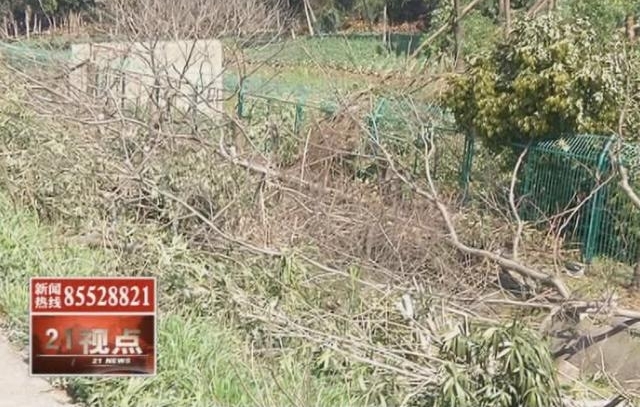 可恶!沪宁高速无锡段千棵树木被偷偷“斩首” 绵延长达三公里