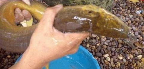 ��Ů����ץ�������ھӰ���������������ץ����һ�