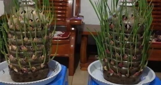 男子发现种蒜新方法,既好看又有趣味性,有人200块钱买一瓶!