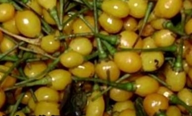 �������ϳ���ӣ�ҡ���ζ���ɿڣ�Ӫ����ֵ�ߣ��������