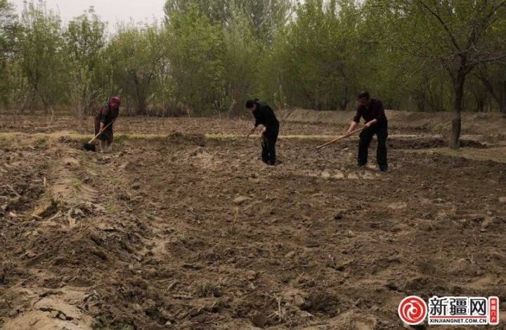 【民族团结一家亲】“果子熟了请来吃”
