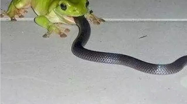 С���߳����ܲ��ɣ�����������ʳ