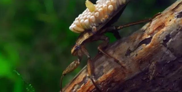 ��Ұ�����������������빽��ֲ����������͹������˲�����