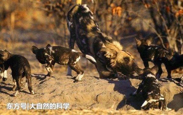 澳大利亚一种黄色的土著狗, 是一种即将灭绝的生物
